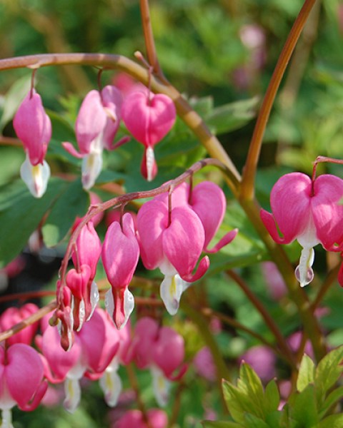 Dicentra Spectabilis